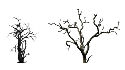 Fototapeta premium Two isolated bare dead trees showing intricate branches on white background with isolated landscape minimalist weathered wilderness botanical deadwood