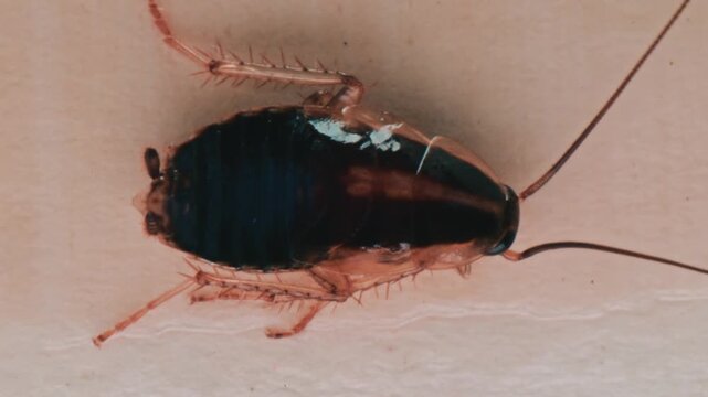Close up extreme macro footage of cockroach moving legs and antennae on light surface.