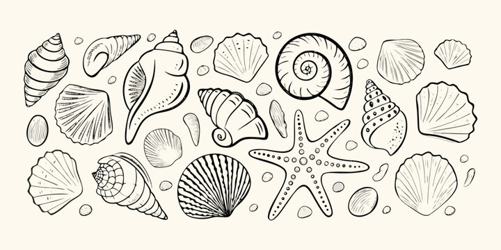 Seashells And Starfish Collection Detailed Sketch Style Illustration