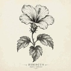 Isolated on hibiscus flower sketch engraving black and white outline. illustrated in vintage line vector art on a pale background © Tania masud