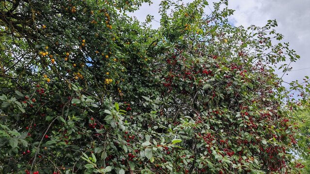 There are cherry plums and a cherry tree on the street. Ripe yellow and red berries hang from their branches. Overcast summer day and cloudy sky