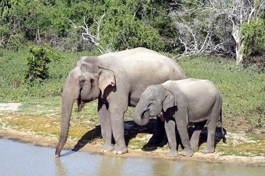 Family of Asian elephants, Sri Lanka