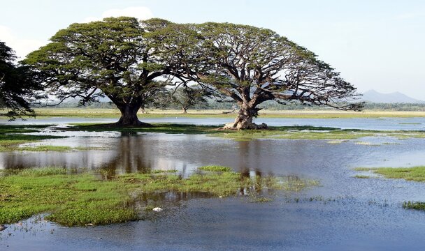 Scenic trees, Tissa Wewa lake, Tissamaharama, Sri Lanka