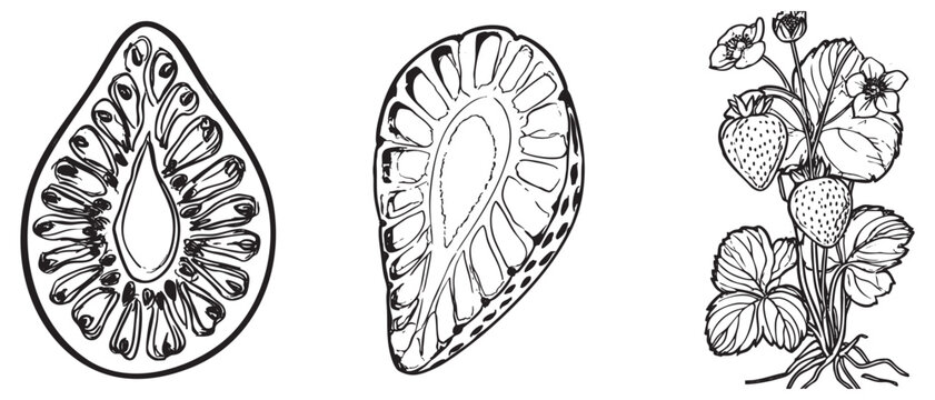 Tropical Jackfruit Cross Section and Strawberry Plant Botanical Black White Hand Drawn Line Art Vector Illustration Set