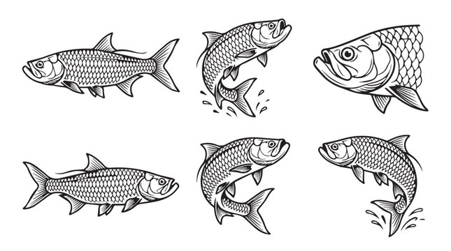 Set of hand drawn tarpon fish illustrations in sketch style with wildlife monochrome illustration swimming predator saltwater graphite creative collection stylized creature sportsman