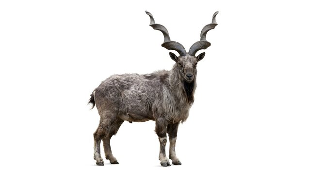A majestic male markhor goat standing with large spiral horns in the wild nature