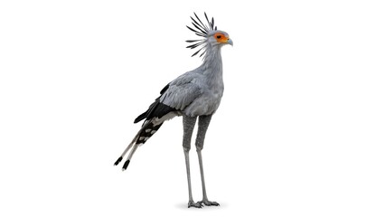 Fototapeta premium Secretary bird with long legs and a unique crest standing in a natural pose