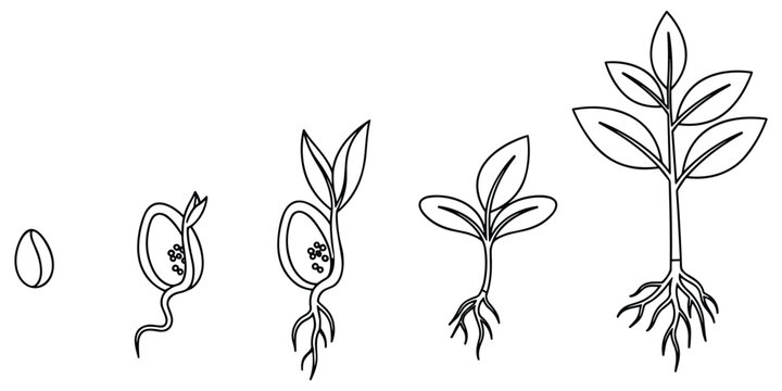 Plant life cycle seed sprouting seedling developing into mature plant with leaves roots