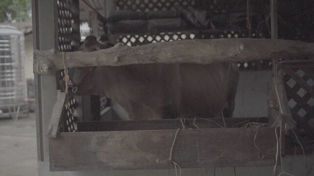 A brown dairy cow standing beside a cart loaded with fresh grass fodder in a rural farm setting. Natural outdoor surroundings reflect sustainable livestock farming, animal care, dairy production, and 