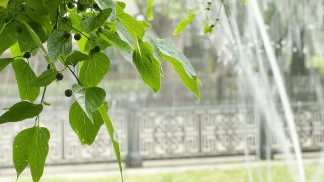 Green leaves with small berries hang in the foreground. A park fountain sprays water jets behind a metal fence. The sunny day creates a refreshing atmosphere.