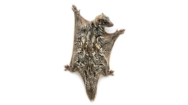 A small grey sugar glider hanging and looking at the camera in a close up view