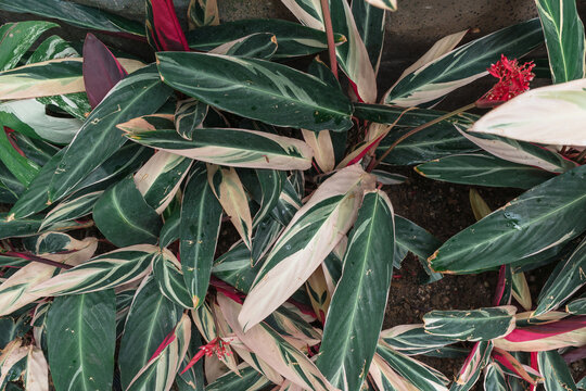 top view of Stromanthe thalia Triostar