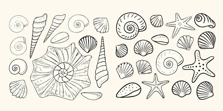 Seashells And Starfish Collection Black And White Sketch Illustration