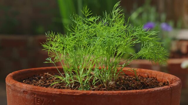 Detailed view of aromatic culinary dill sprouts cultivation in a backyard garden