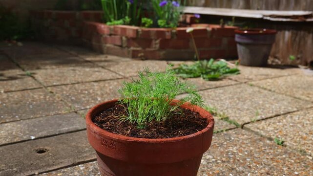 Medium shot of young green dill growing in a terracotta pot on a sunlit patio