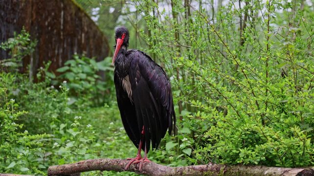The black stork, Ciconia nigra. Large bird in the stork family Ciconiidae