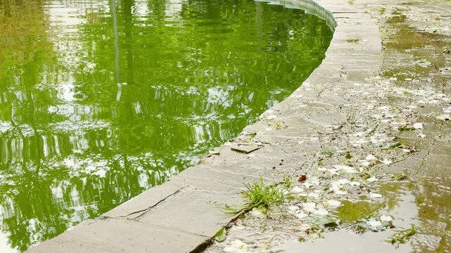 Green pond water ripples gently. White flower petals scatter across a wet stone path after a rain shower.