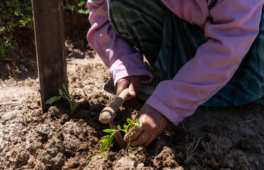Fototapeta premium A young female farmer in Himachal Pradesh uses a small digging hoe to carefully prepare the soil and plant tomato seedlings in a sun-drenched Himalayan mountain field.