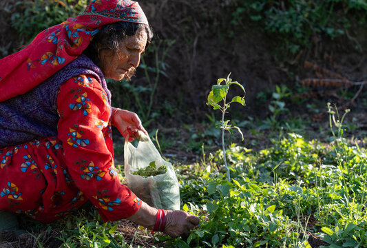 An elderly Himachali woman, dressed in a vibrant red traditional outfit and dhathu headscarf, meticulously gathers fresh organic greens (Saag) into a bag while working in a sunlit rural mountain farm.