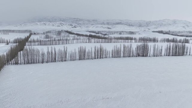 Aerial view of winter poplar forest lines across snowy fields Xinjiang