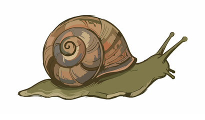 Stylized garden snail vector hand drawn colored sketch illustration for packaging design © sobuj