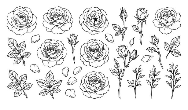 Tea rose flower vector set hand drawn contour line art botanical illustration