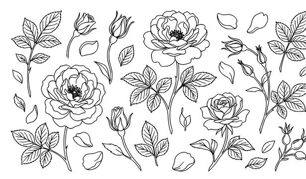 Modern tea rose botanical vector illustration minimalist floral outline collection
