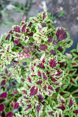 Fototapeta premium Variegated coleus leaves with burgundy pattern. Colorful foliage texture for garden decor ideas. Red green ornamental plant seen from above