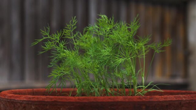 Close up of fresh green dill plant growing in a terracotta pot with wooden background