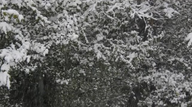 Heavy snow falling on an English Country Cottage garden. Worcestershire, England, UK
