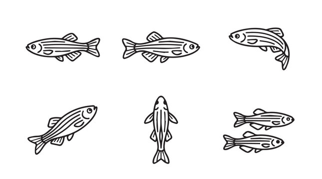 Zebrafish collection vector illustration set showing various swimming poses and angles with zebrafish underwater wildlife swimming illustration monochrome isolated background collection