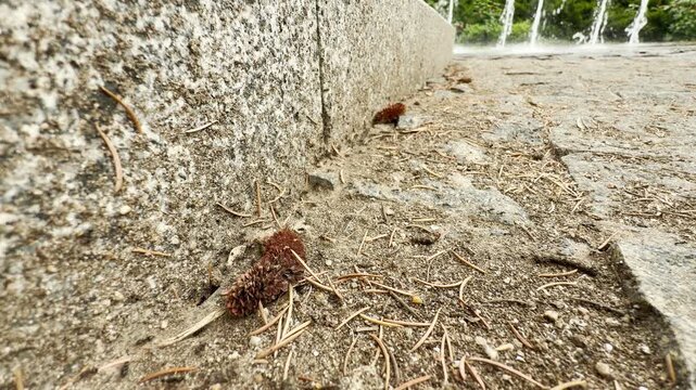 Tiny ants scurry through pine needles along a granite curb. The scene is on a dusty stone plaza near a fountain. This close-up view highlights small-scale life in an urban park.