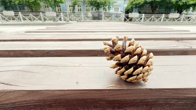 A brown pinecone lies on a wooden slatted bench. The background shows a blurred city street with buildings, green trees, and passing traffic. The close-up captures a calm day in the city.