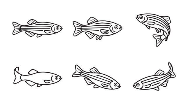 Zebrafish outline vector set displaying different postures and swimming movements with zebrafish underwater wildlife swimming illustration monochrome isolated background collection research