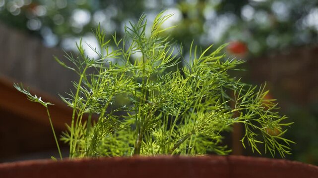 Fresh aromatic dill leaves swaying in the wind against blurry garden trees