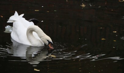 swan on the water © Federica Ravettino