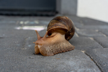 Extreme close-up portrait of giant African land snail crawling on grey urban pavement showing detailed skin texture and tentacles. Exotic pet keeping, macro animal photography. High quality photo © Maryia