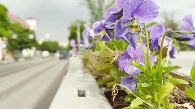 Purple pansies bloom vibrantly beside a concrete barrier. In the background, cars scurry along the city road, creating a contrast between delicate nature and urban movement.