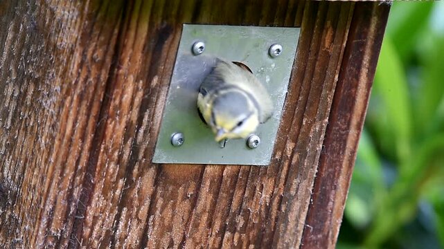 Blaumeisen K&uuml;ken verl&auml;sst den Vogelkasten 