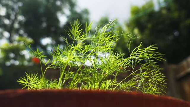 Low angle shot of young green dill growing in a terracotta pot with backlight