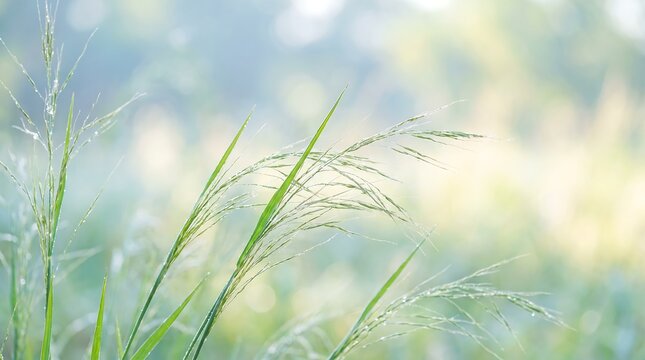 Close up of vibrant green grass blades with morning dew droplets in soft focus sunlight creating a serene and ethereal nature atmosphere
