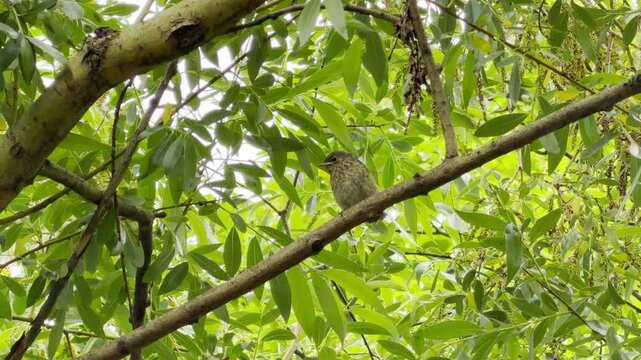 A young spotted flycatcher rests quietly on a slender tree branch. The bird is surrounded by lush green foliage in a peaceful, natural garden setting.
