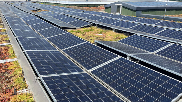 Solar panels installed on a rooftop with visible overgrown grass and weeds spreading between and around the panels, for solar panel maintenance and cleaning content, renewable energy operations