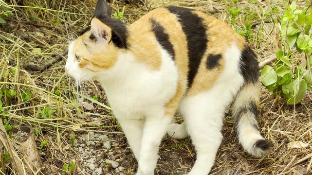 A tricolor calico cat stands alertly in a patch of dry grass and weeds. The animal looks towards the left, surveying its outdoor surroundings with caution.