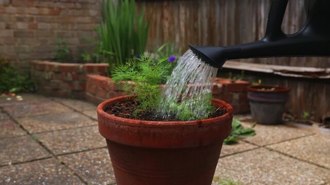 Watering fresh green homegrown dill seedlings in a pot on a sunny day