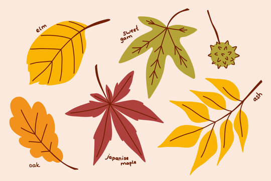 Collection of autumn Australian leaves, a botanical herbarium of autumn dried plants and leaves