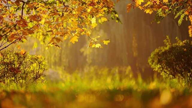 Golden Autumn Leaves in Sunny Park Nature Background