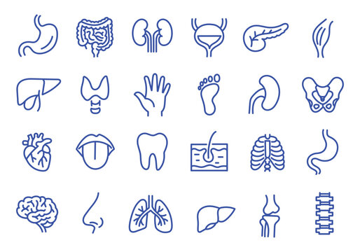 Medical organs line icon set. Vector pictograms of anatomy, body parts, kidney, bladder, pancreas, intestine, thyroid, pelvis, skeleton, joint, hand, nose, mouth, tongue, thin linear illustration.
