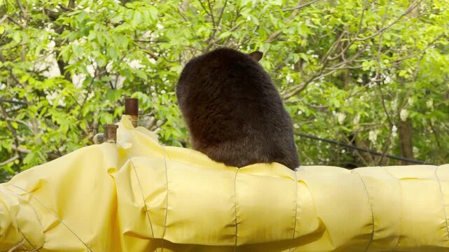 A black cat sits on a yellow tarp covering outdoor utility pipes. The animal turns its head back to stare directly at the camera. Bright green leafy trees fill the background.
