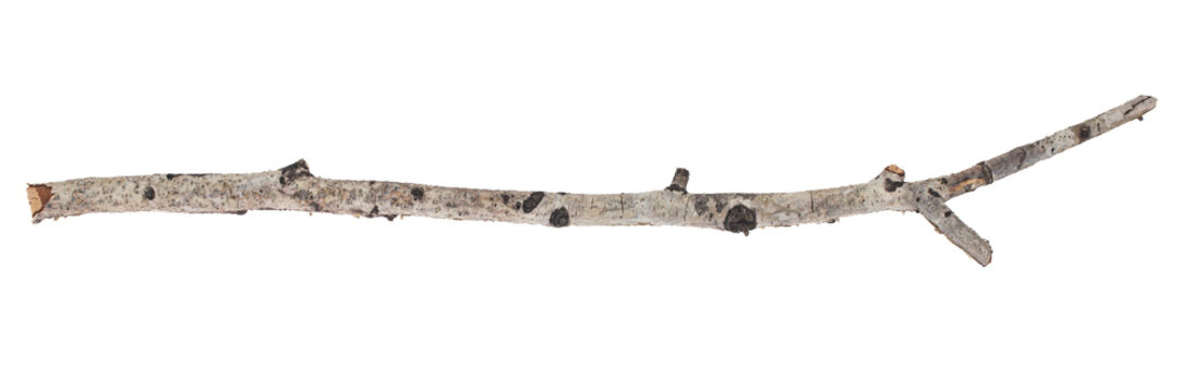 Tree branch isolated on white background.
